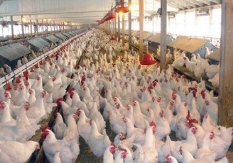نگرانی ها از تعطیلی صنعت مرغ ایران/ سیاستگذاری های غلط به سود واردات مرغ