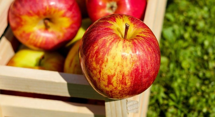 تامین ۶۰ درصد از سیب صادراتی کشور از طریق آذربایجان‌غربی