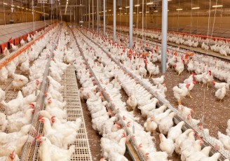 اقدامی ویژه برای کنترل بازار مرغ