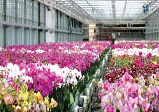 صادرات ۴۵۰۰ اصله گل و درختچه زینتی از بهشهر به عمان
