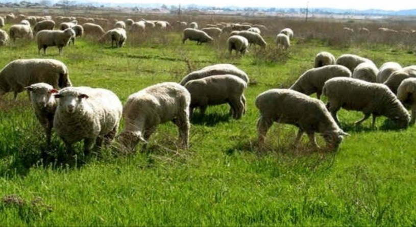 صادرات گوسفند زنده آزاد شد
