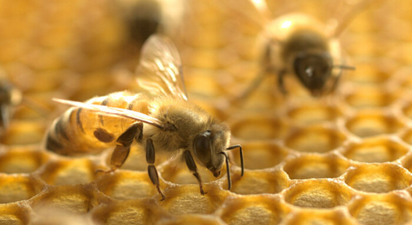 حذف استاندارد اجباری بر تولید عسل باعث توقف صادرات عسل شده است