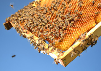 خشک سالی و کاهش صادرات عسل