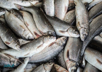 رشد ۲۶۵درصدی صادرات ماهی سردآبی از مازندران