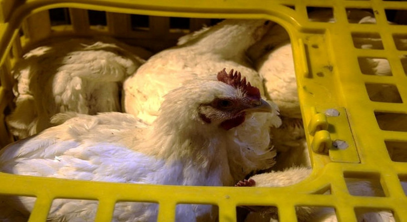 توقیف دوهزار و سیصد مرغ زنده فاقد مجوز