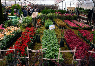 ایران ، رتبه ۱۷ در تولید و ۱۰۷ در صادرات گل و گیاه