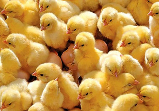 صادرات جوجه یک روزه و تخم مرغ نطفه دار آزاد شد