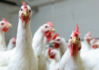 صادرات مرغ از سر گرفته شد