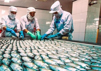 صادرات ماهی از بوشهر به آسیا