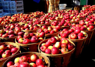 صادرات مستقیم سیب به پاکستان پس از ۱۶ سال