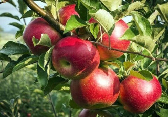 صادرات یک میلیون تنی سیب