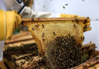 افت جایگاه ایران در صادرات عسل