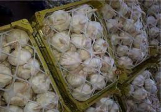 صادرات ۷ هزار تن سیر از همدان به اوراسیا