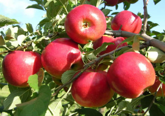 فرصت ۲ ماهه صادرات سیب آذربایجان غربی