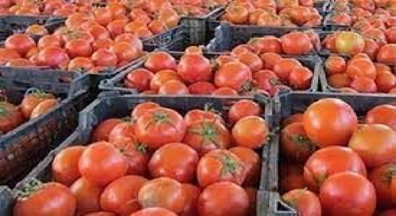 عوارض ۷۰ درصدی صادرات گوجه لغو شد
