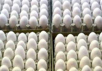 قیمت تخم مرغ در میادین کاهش یافت
