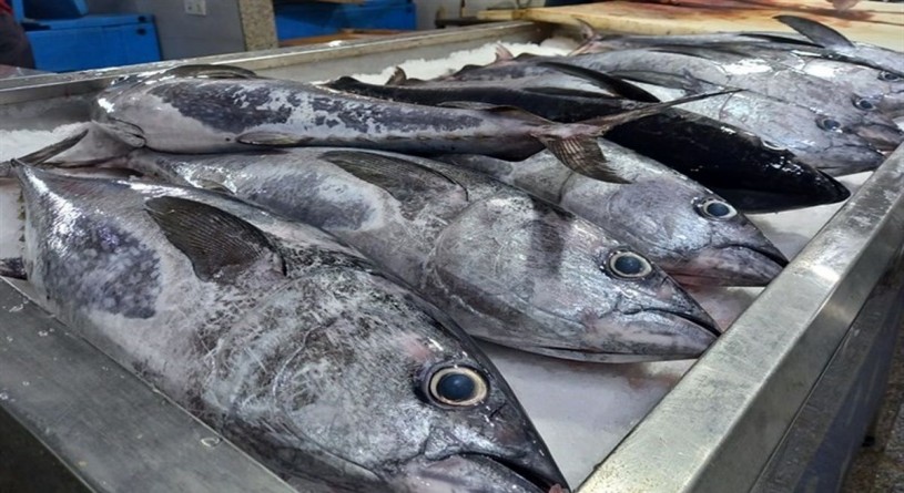 صادرات ماهی منجمد کشور از ۸۱ میلیون دلار عبور کرد