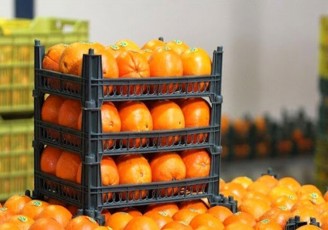 صادرات طلای نارنجی مازندران از ۲۵هزار تن گذشت