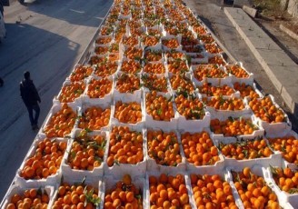 صادرات «طلای نارنجی» مازندران از ۷۰هزار تن گذشت