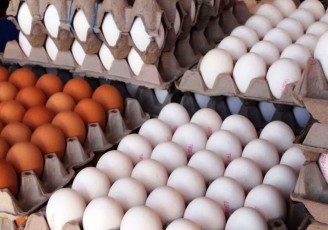 افزایش صادرات تخم مرغ