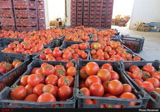 ابلاغ کاهش عوارض صادراتی گوجه فرنگی