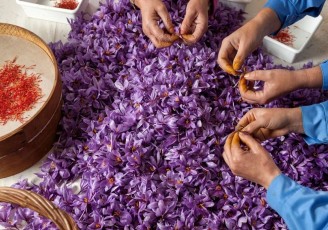 آمار تکان‌دهنده از حجم قاچاق زعفران از ایران