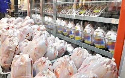 نیک نیوز | پایگاه خبری تحلیلی  افزایش ۲۷درصدی خرید مرغ مازاد مرغداران/ کریدورهای صادراتی فعال شود