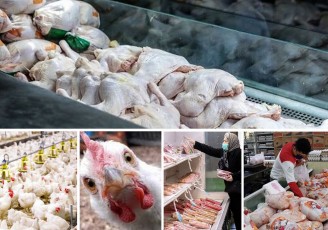 بیش از ۶ هزار و ۵۰۰ تن مرغ به بازارهای هدف صادر شد
