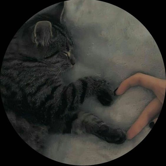 عکس نمایه