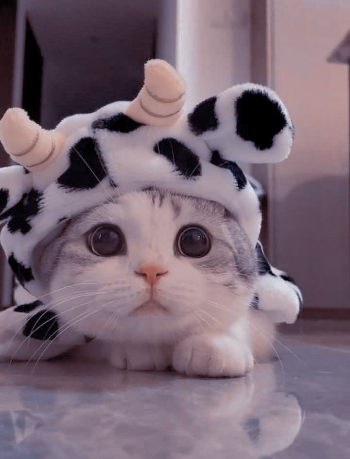 پروفایل