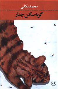 گربه ساکن چنار