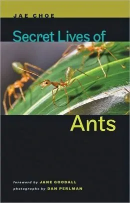 Secret Lives of Ants